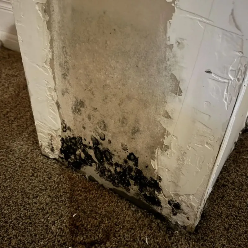 Professional Mold Removal in Jackson County, OK